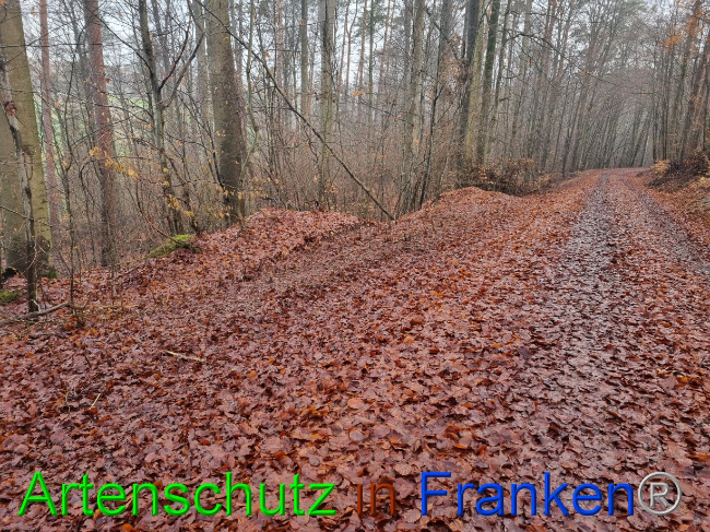 © Artenschutz in Franken® Bild zum Eintrag (1080436-160)