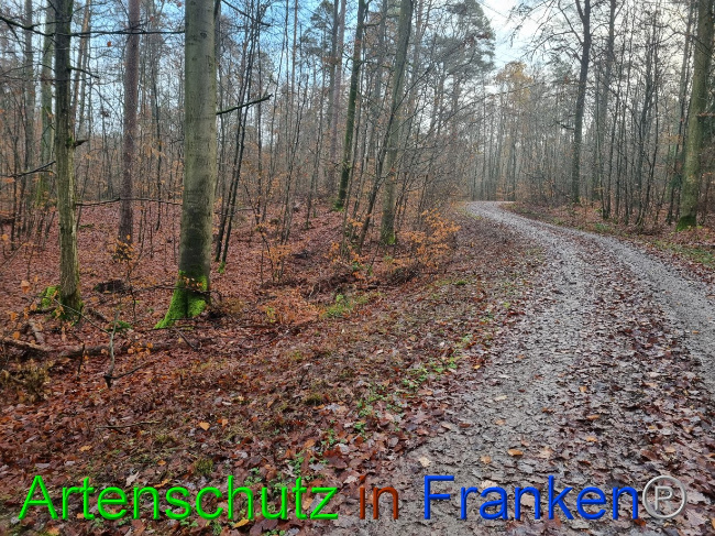 © Artenschutz in Franken® Bild zum Eintrag (1080442-160)