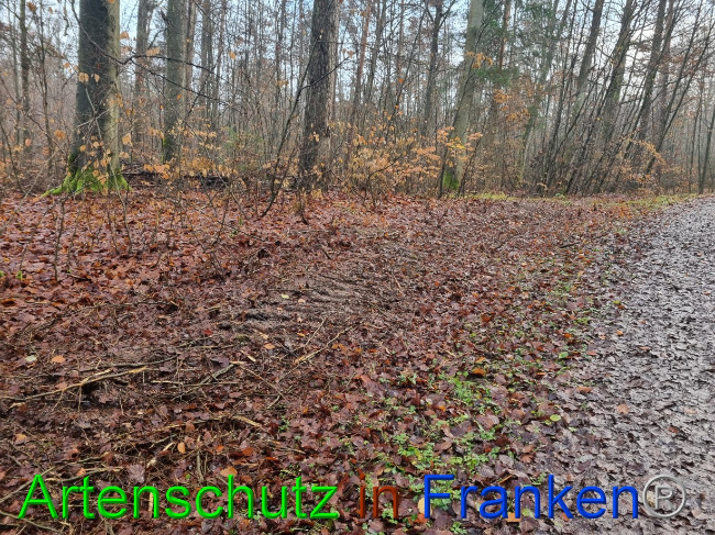 © Artenschutz in Franken® Bild zum Eintrag (1080443-160)