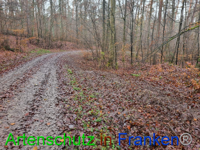 © Artenschutz in Franken® Bild zum Eintrag (1080444-160)