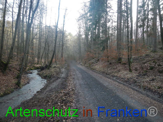 © Artenschutz in Franken® Bild zum Eintrag (1080551-160)