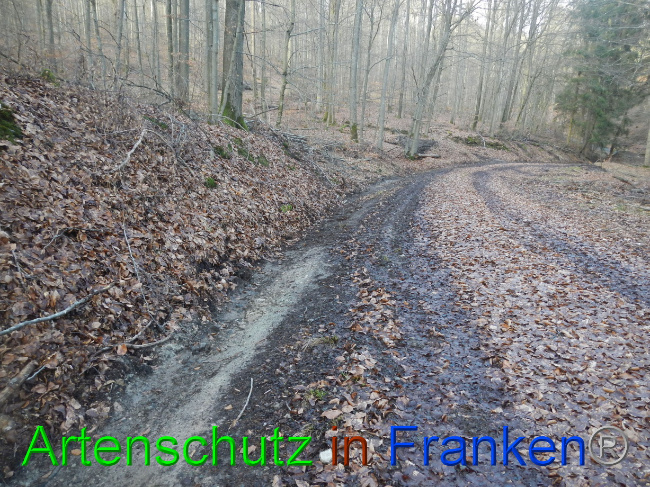 © Artenschutz in Franken® Bild zum Eintrag (1080553-160)