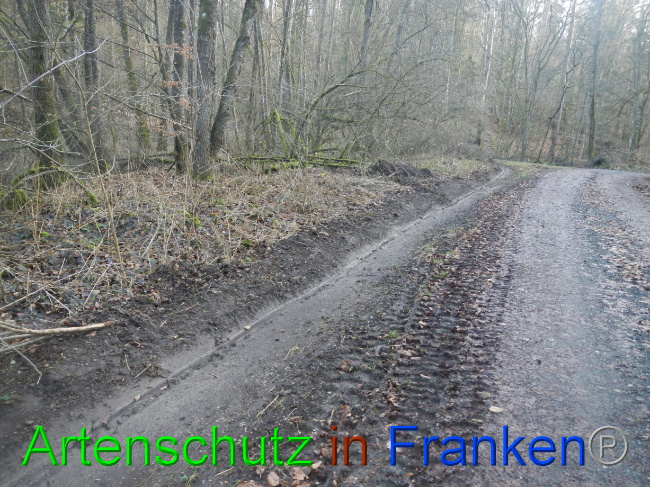 © Artenschutz in Franken® Bild zum Eintrag (1080554-160)
