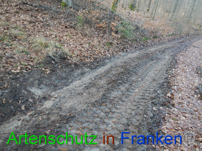 © Artenschutz in Franken® Bild zum Eintrag (1080555-160)