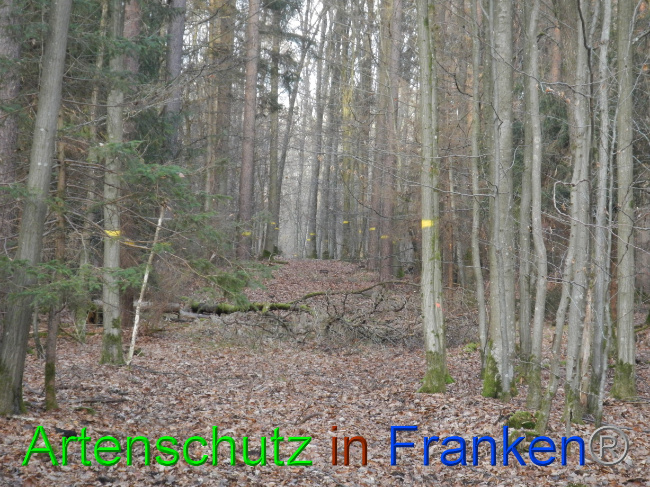 © Artenschutz in Franken® Bild zum Eintrag (1080561-160)