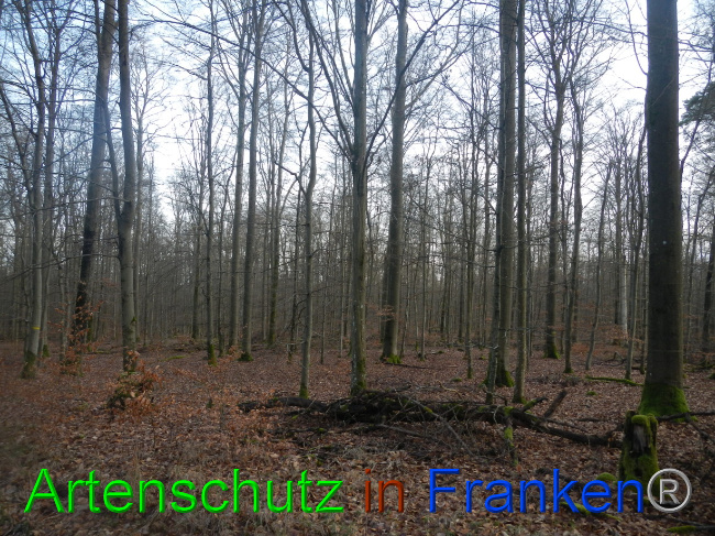 © Artenschutz in Franken® Bild zum Eintrag (1080569-160)