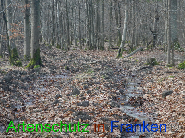 © Artenschutz in Franken® Bild zum Eintrag (1080571-160)