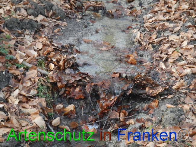 © Artenschutz in Franken® Bild zum Eintrag (1080572-160)