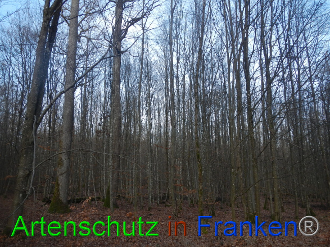 © Artenschutz in Franken® Bild zum Eintrag (1080574-160)
