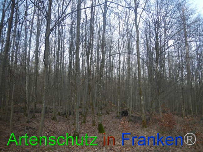 © Artenschutz in Franken® Bild zum Eintrag (1080575-160)