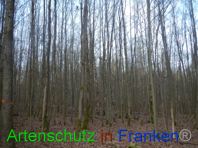 © Artenschutz in Franken® Bild zum Eintrag (1080576-160)