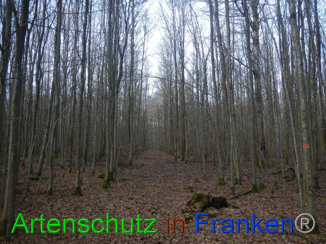 © Artenschutz in Franken® Bild zum Eintrag (1080578-160)
