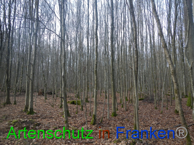 © Artenschutz in Franken® Bild zum Eintrag (1080579-160)