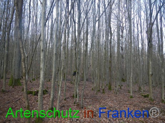 © Artenschutz in Franken® Bild zum Eintrag (1080581-160)