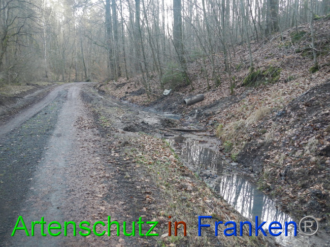 © Artenschutz in Franken® Bild zum Eintrag (1080583-160)