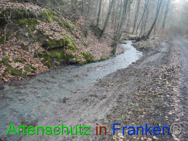 © Artenschutz in Franken® Bild zum Eintrag (1080584-160)