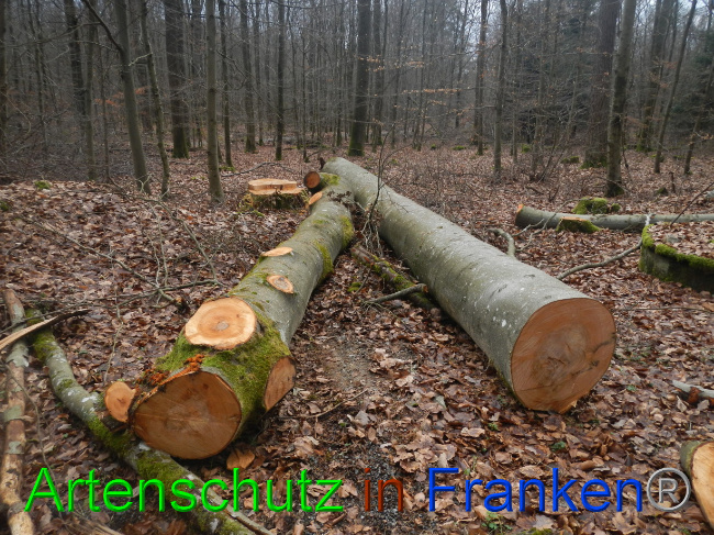 © Artenschutz in Franken® Bild zum Eintrag (1080585-160)