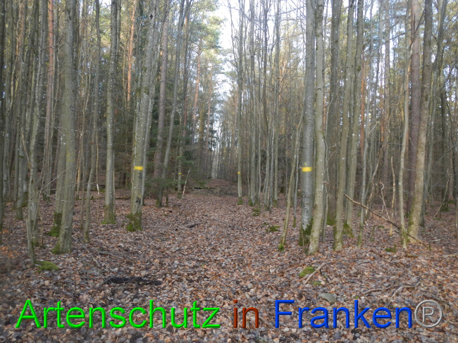 © Artenschutz in Franken® Bild zum Eintrag (1080586-160)