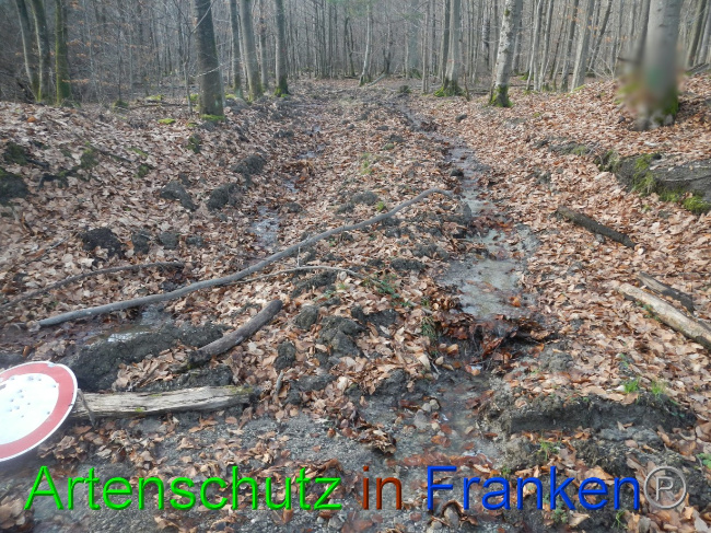 © Artenschutz in Franken® Bild zum Eintrag (1080590-160)