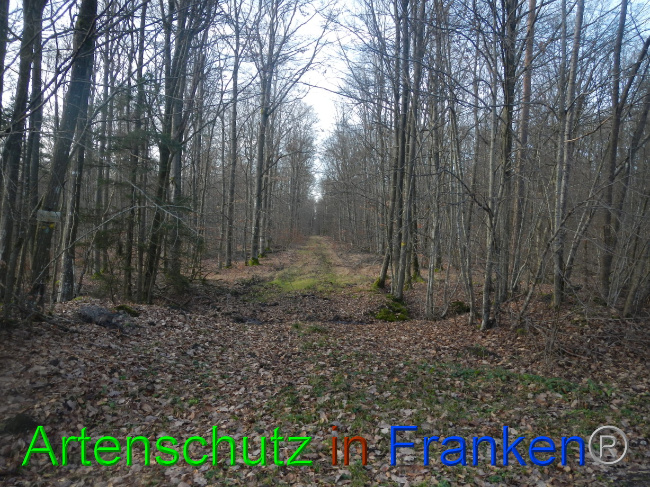 © Artenschutz in Franken® Bild zum Eintrag (1080591-160)