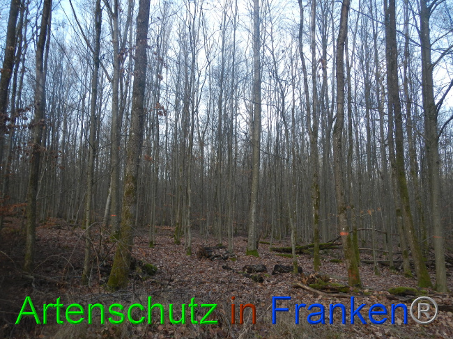 © Artenschutz in Franken® Bild zum Eintrag (1080592-160)