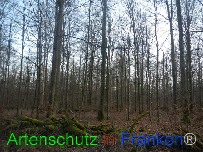 © Artenschutz in Franken® Bild zum Eintrag (1080593-160)