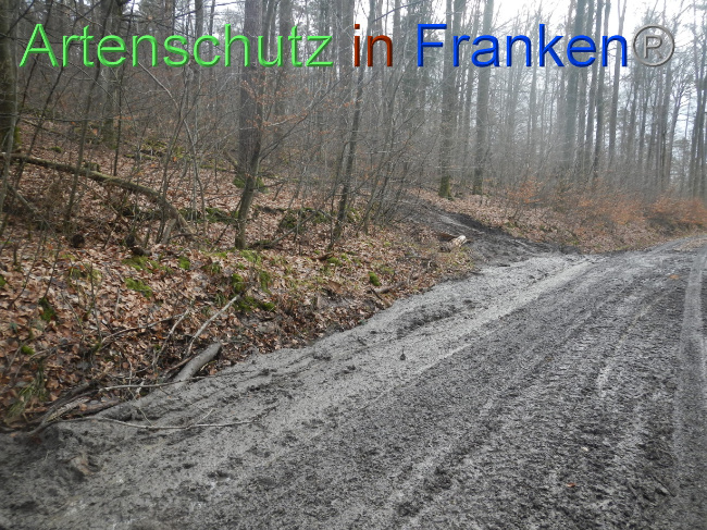 © Artenschutz in Franken® Bild zum Eintrag (1080793-160)