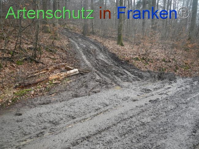 © Artenschutz in Franken® Bild zum Eintrag (1080794-160)