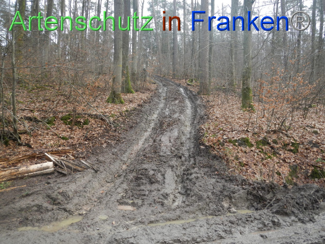 © Artenschutz in Franken® Bild zum Eintrag (1080796-160)