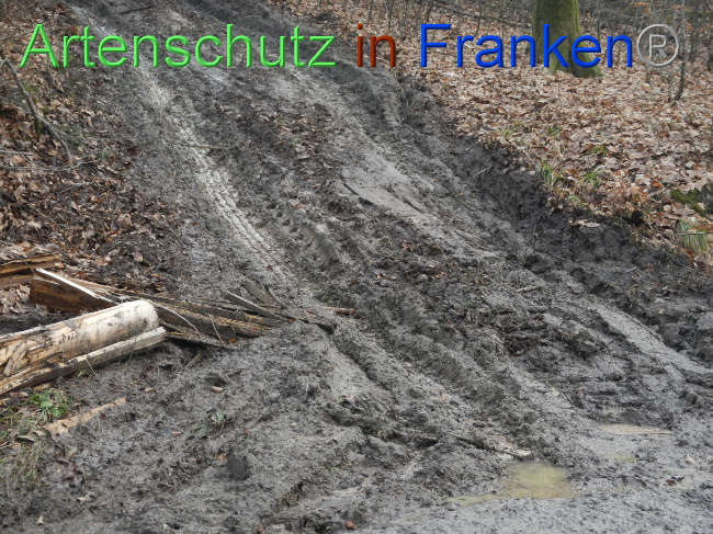 © Artenschutz in Franken® Bild zum Eintrag (1080797-160)
