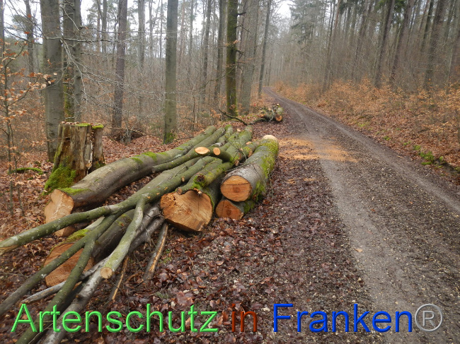 © Artenschutz in Franken® Bild zum Eintrag (1080980-160)