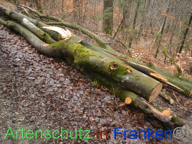 © Artenschutz in Franken® Bild zum Eintrag (1080981-160)