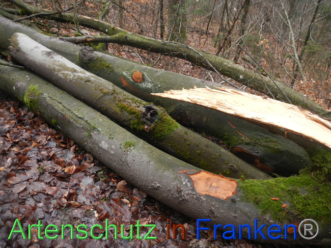 © Artenschutz in Franken® Bild zum Eintrag (1080982-160)