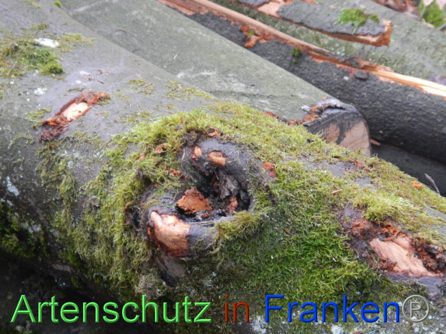 © Artenschutz in Franken® Bild zum Eintrag (1080985-160)