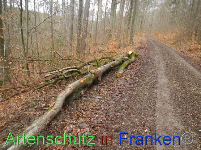 © Artenschutz in Franken® Bild zum Eintrag (1080986-160)