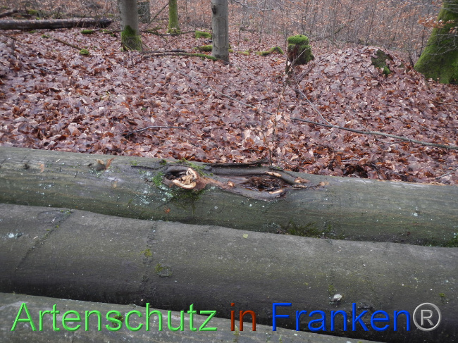 © Artenschutz in Franken® Bild zum Eintrag (1080988-160)