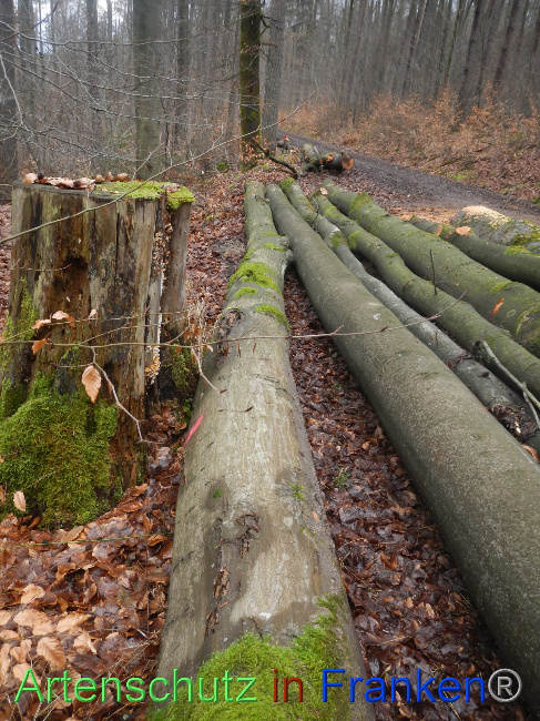 © Artenschutz in Franken® Bild zum Eintrag (1080989-160)