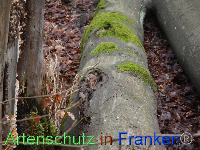 © Artenschutz in Franken® Bild zum Eintrag (1080990-160)