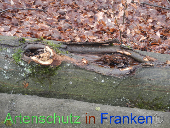 © Artenschutz in Franken® Bild zum Eintrag (1080991-160)
