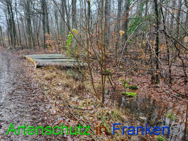 © Artenschutz in Franken® Bild zum Eintrag (1081074-160)