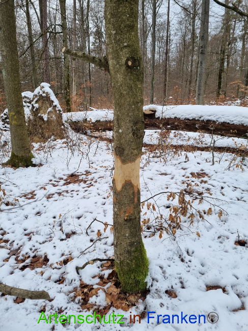 © Artenschutz in Franken® Bild zum Eintrag (1081628-160)