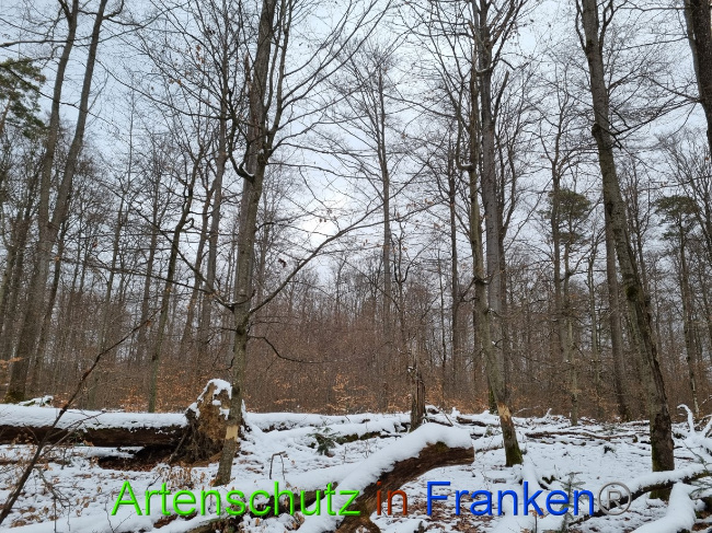 © Artenschutz in Franken® Bild zum Eintrag (1081630-160)