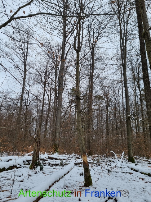 © Artenschutz in Franken® Bild zum Eintrag (1081632-160)