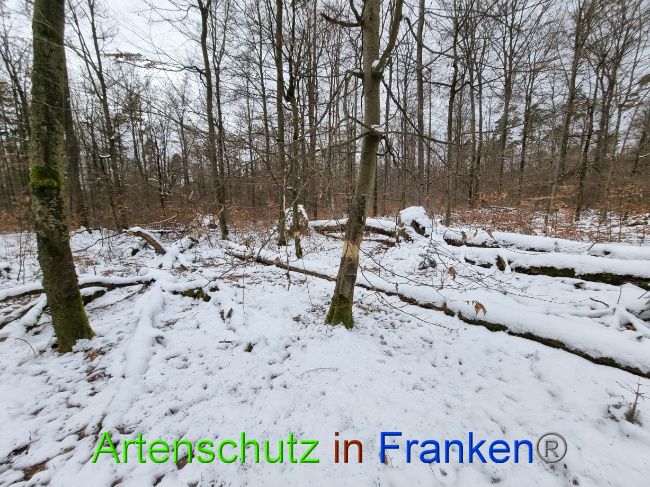 © Artenschutz in Franken® Bild zum Eintrag (1081636-160)