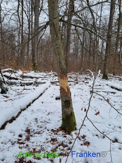 © Artenschutz in Franken® Bild zum Eintrag (1081637-160)
