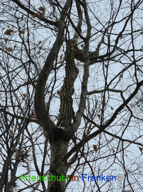 © Artenschutz in Franken® Bild zum Eintrag (1081638-160)