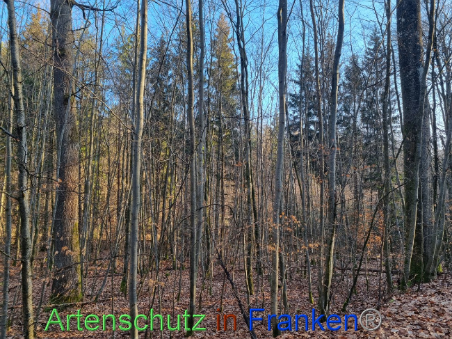 © Artenschutz in Franken® Bild zum Eintrag (1082682-160)