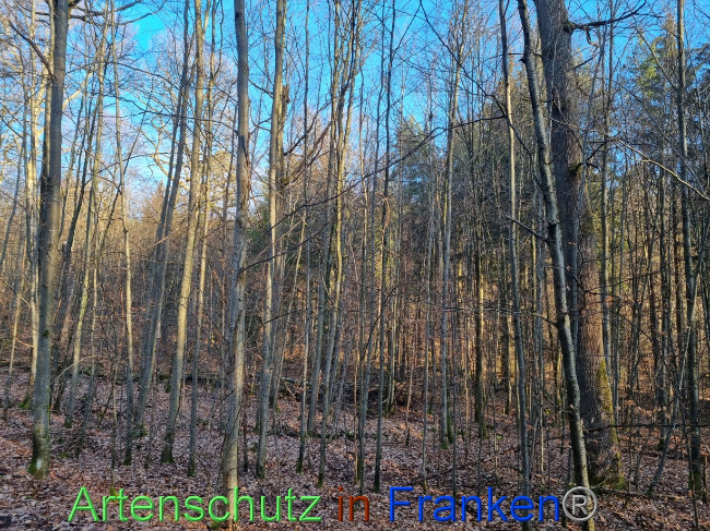 © Artenschutz in Franken® Bild zum Eintrag (1082683-160)