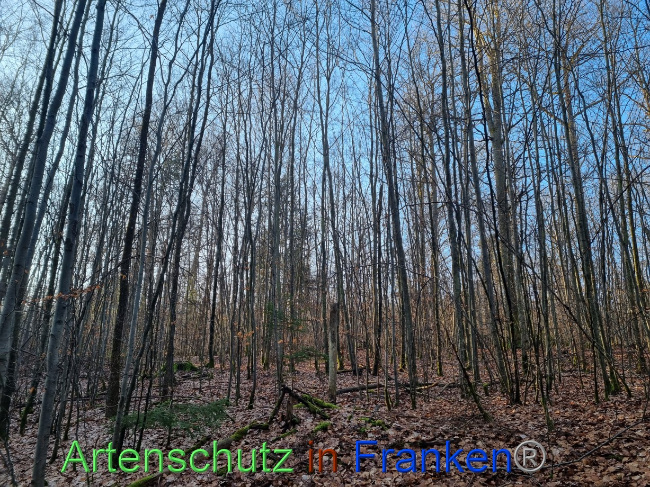 © Artenschutz in Franken® Bild zum Eintrag (1082684-160)