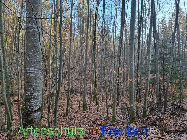 © Artenschutz in Franken® Bild zum Eintrag (1082686-160)